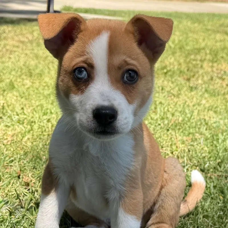 A baby medium-sized male Australian Shepherd dog named Ziggy for adoption in Newport Beach, CA