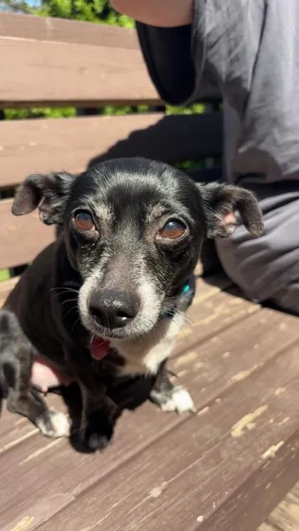 Miss Ma`am thumbnail 2