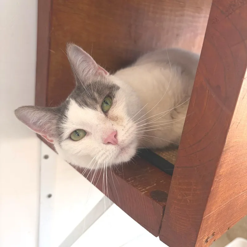 An adult large-sized female Gray / Blue / Silver Domestic Short Hair cat named Rain for adoption in Deerfield, IL