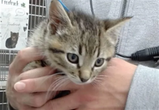 A baby small-sized male Domestic Medium Hair cat named Marcus for adoption in Salinas, CA