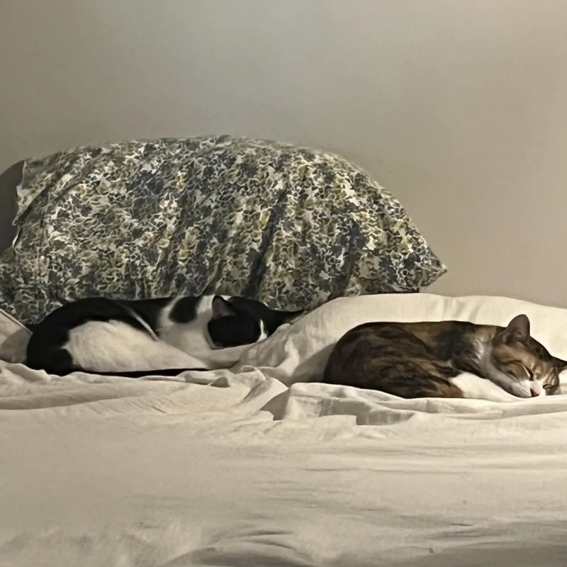 Juniper & Fern  thumbnail 2