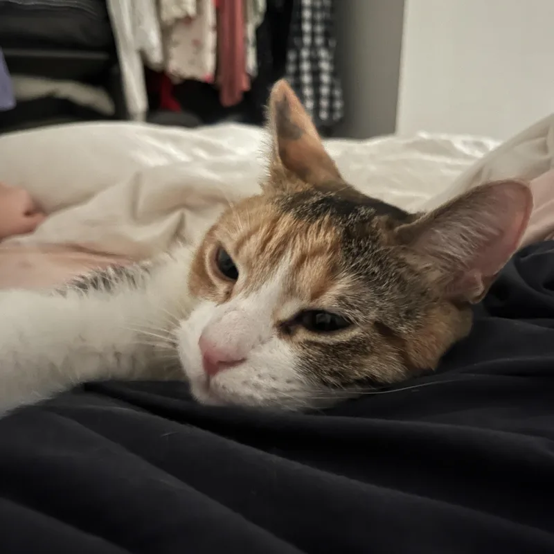 Juniper & Fern  thumbnail 3