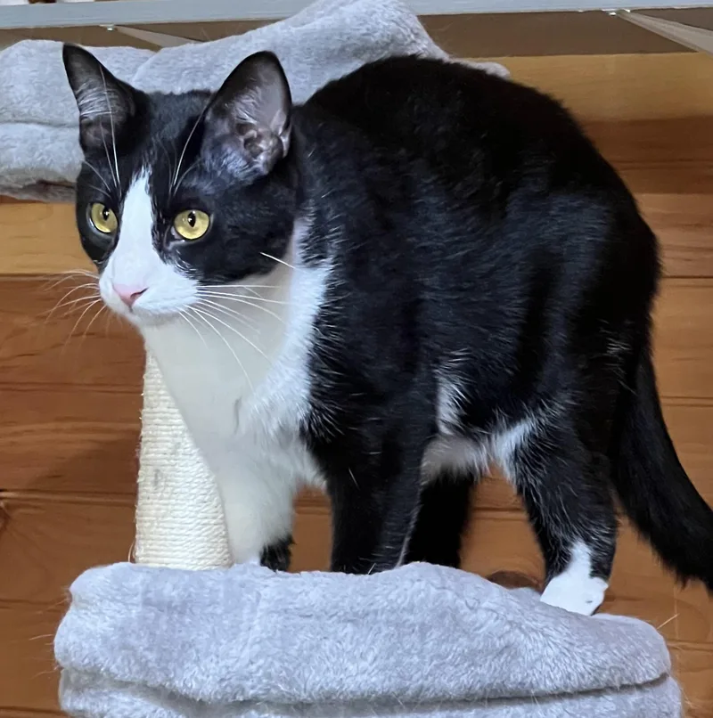 Kevin Linguine thumbnail 2