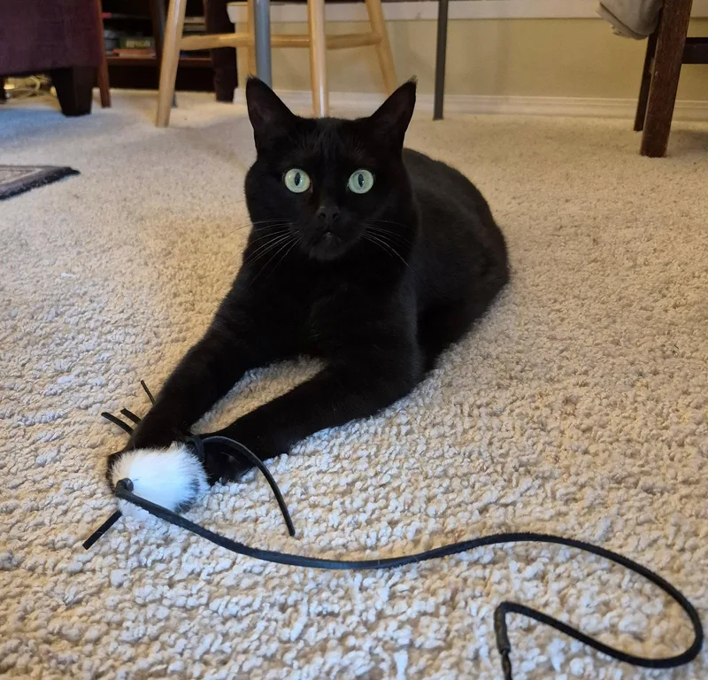 An adult medium-sized female Black Domestic Short Hair cat named STELLA Offered for adoption in Hillsboro, OR
