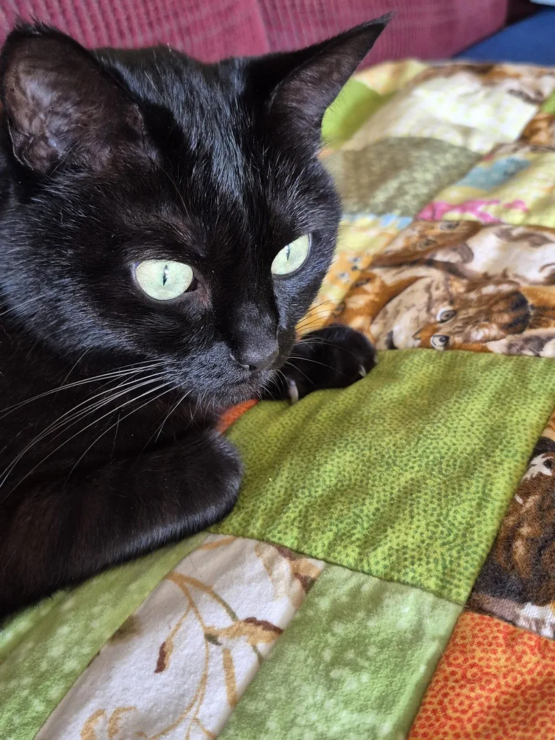 STELLA   Offered thumbnail 2