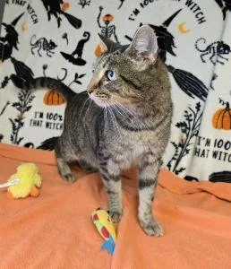 An adult medium-sized male Domestic Short Hair cat named Marvin for adoption in Bucyrus, OH