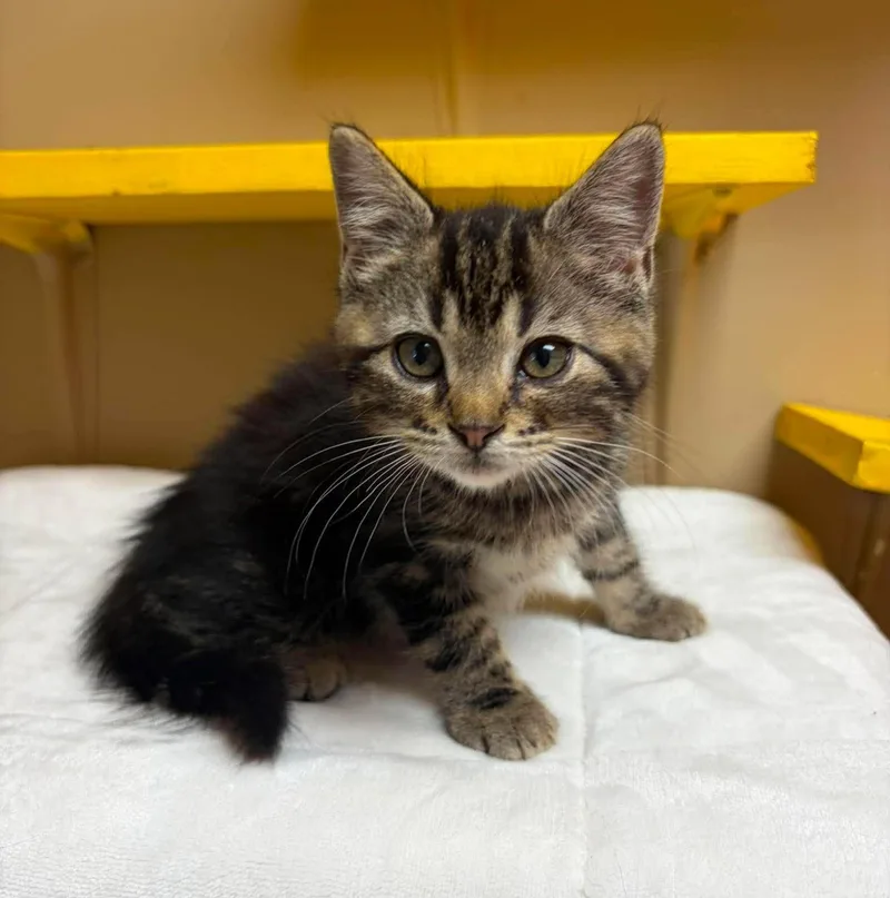 A baby medium-sized male Tabby (Brown / Chocolate) Domestic Short Hair cat named Feta for adoption in Maryville, MO