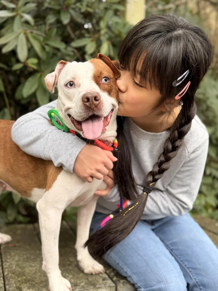 A young medium-sized female Pit Bull Terrier dog named Ruby Ann for adoption in Gig Harbor, WA