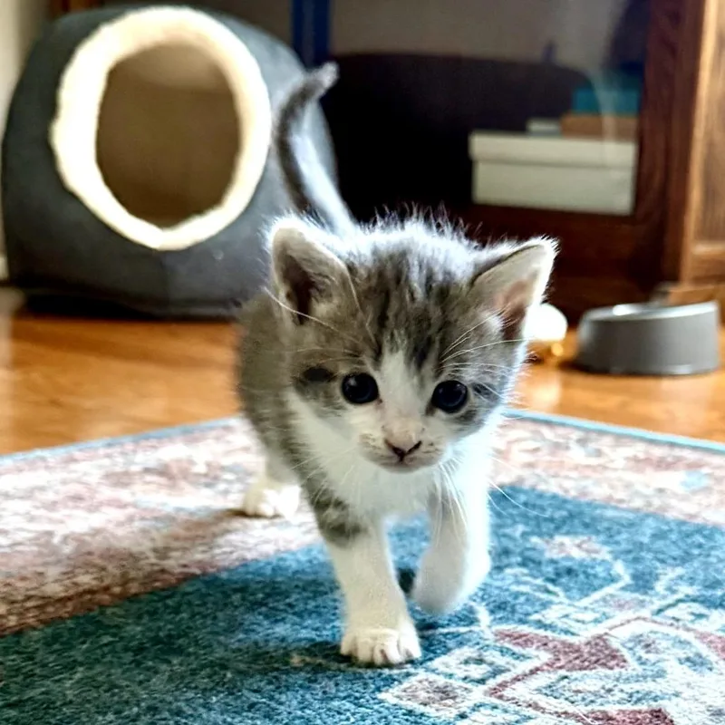 A baby small-sized female Brown / Chocolate Domestic Short Hair cat named Coconut for adoption in Long Beach, CA