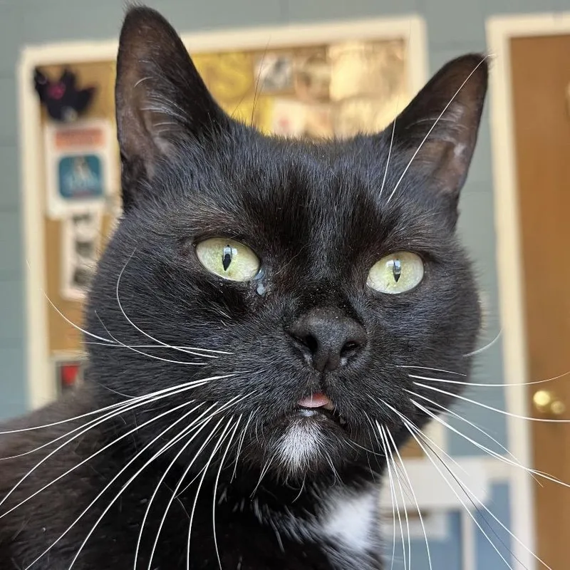 A senior large-sized male Black Domestic Short Hair cat named Jack for adoption in Providence, RI