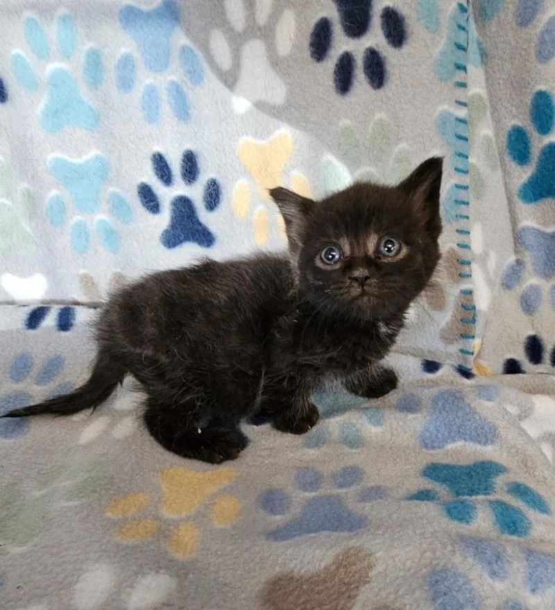 A baby small-sized female Domestic Short Hair cat named Winifred for adoption in Wabash, IN