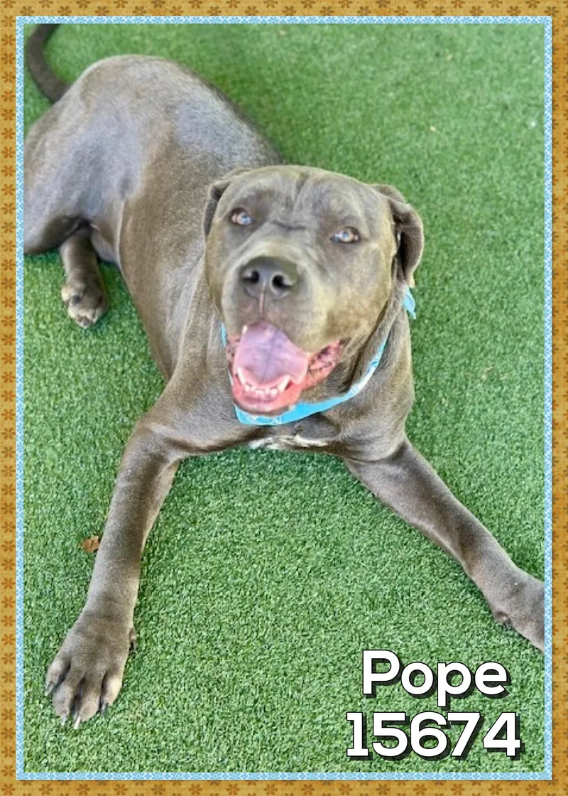A young large-sized male Gray / Blue / Silver Mastiff dog named Pope for adoption in Marietta, GA
