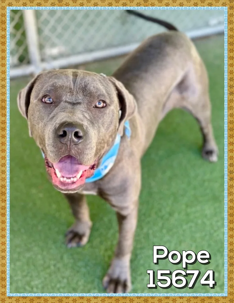 Pope thumbnail 2