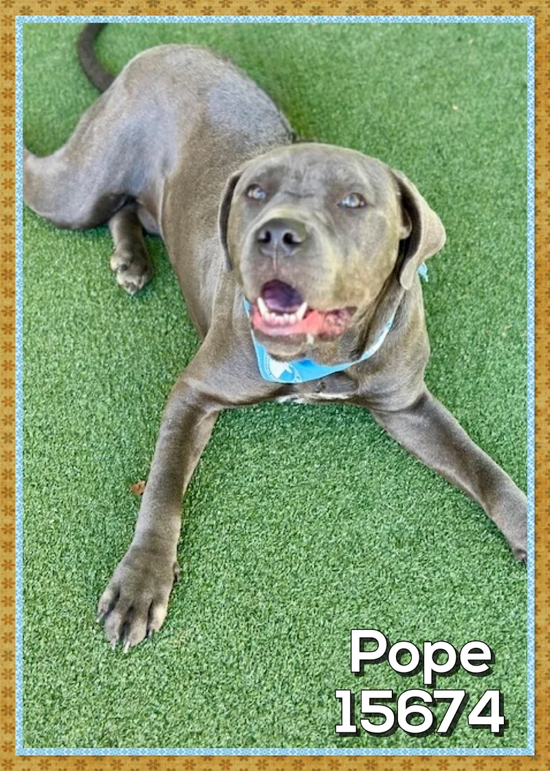 Pope thumbnail 4