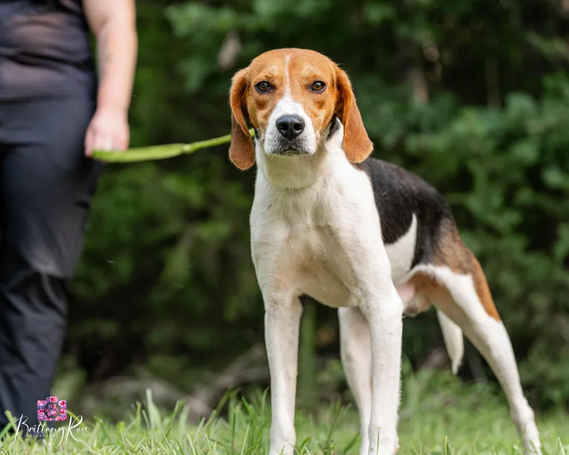 A young medium-sized male Tricolor (Brown, Black, & White) Coonhound dog named Cash for adoption in Powhatan, VA