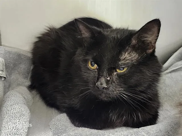 A young large-sized male Domestic Medium Hair cat named Spider Man for adoption in Santa Cruz, CA
