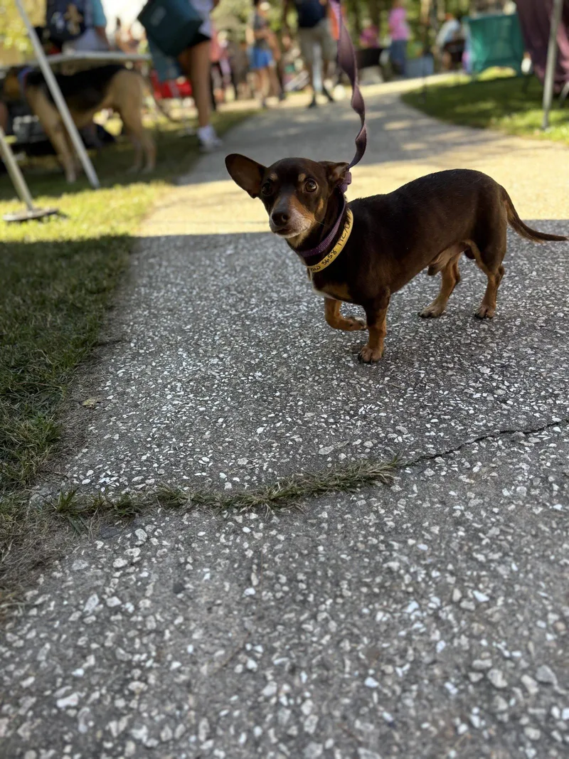 A senior small-sized male Chihuahua dog named Matt for adoption in Mount Pleasant, SC
