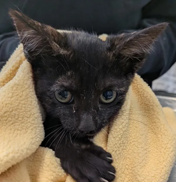 A baby small-sized female Domestic Short Hair cat named Ruby for adoption in San Diego, CA