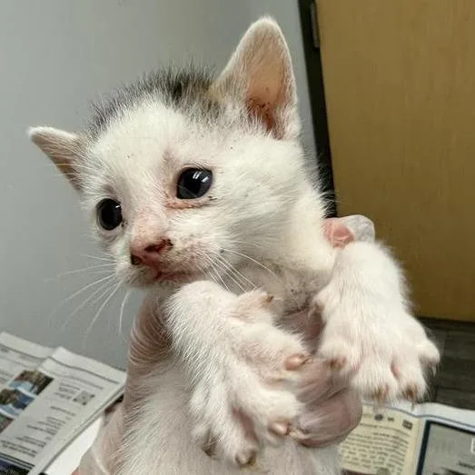 A baby small-sized male White Domestic Short Hair cat named Brother for adoption in Jacksonville, FL