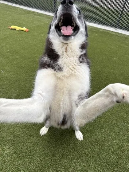 An adult large-sized female Mixed Breed dog named Nala for adoption in Lafayette, IN