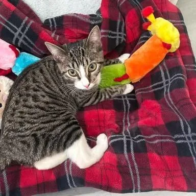 A young medium-sized female Gray / Blue / Silver Domestic Short Hair cat named Pele for adoption in Miami, FL
