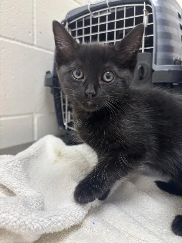 A baby small-sized female Domestic Short Hair cat named Jelly Mayonnaise for adoption in Santa Rosa, CA