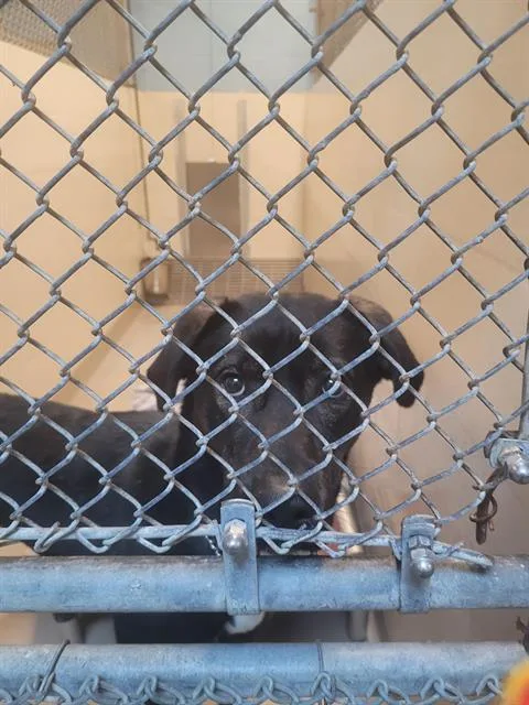 A young large-sized male German Shepherd Dog dog named Skidaddle for adoption in Kent, WA