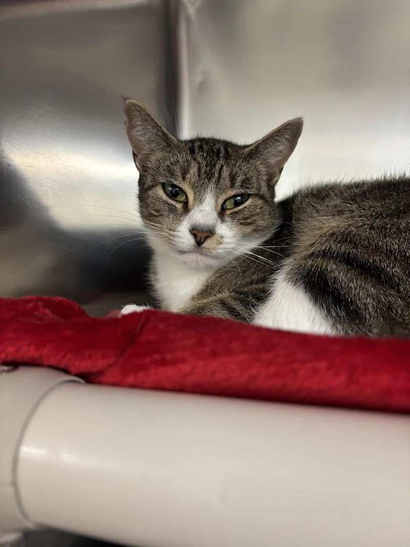 An adult medium-sized female Domestic Short Hair cat named Toast for adoption in Brick, NJ
