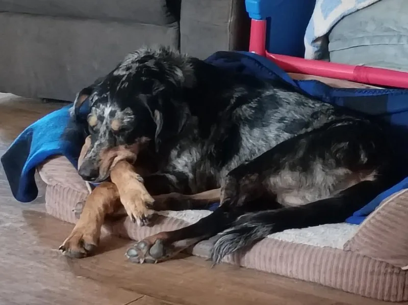 A young large-sized male Hound dog named Smores for adoption in Crocker, MO