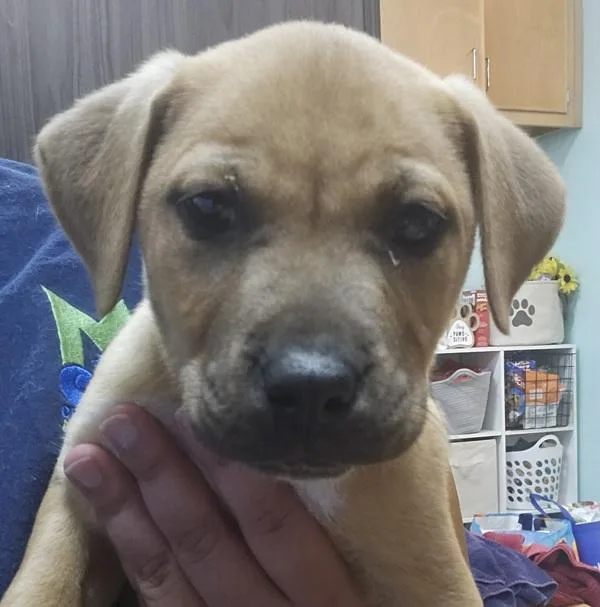 A baby small-sized male Mixed Breed dog named Rookie for adoption in Mobile, AL