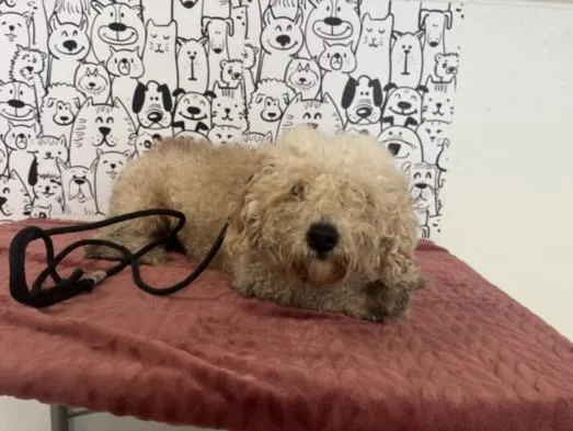 A young small-sized male Maltese dog named Sesame for adoption in San Pedro, CA