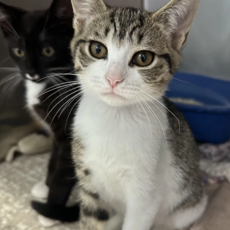 A baby medium-sized male Domestic Short Hair cat named Mojito Coquito & Modelo for adoption in Clifton, NJ