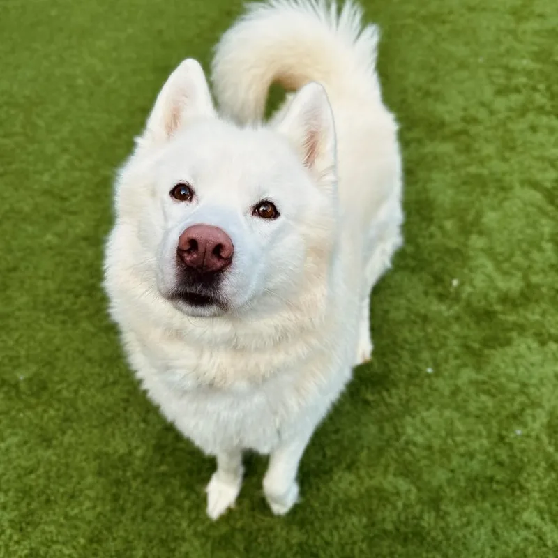 A senior medium-sized male White / Cream Siberian Husky dog named Raffy for adoption in Matteson, IL