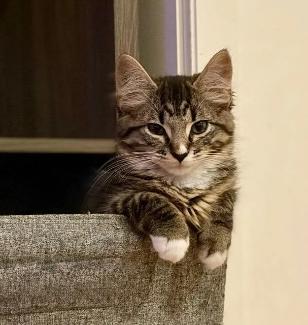 A baby medium-sized female Domestic Long Hair cat named Pokey for adoption in Pawtucket, RI