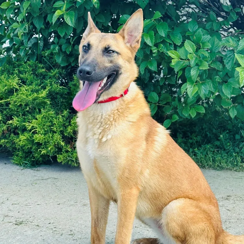 An adult medium-sized female Golden Belgian Shepherd / Malinois dog named Daisy for adoption in Syosset, NY