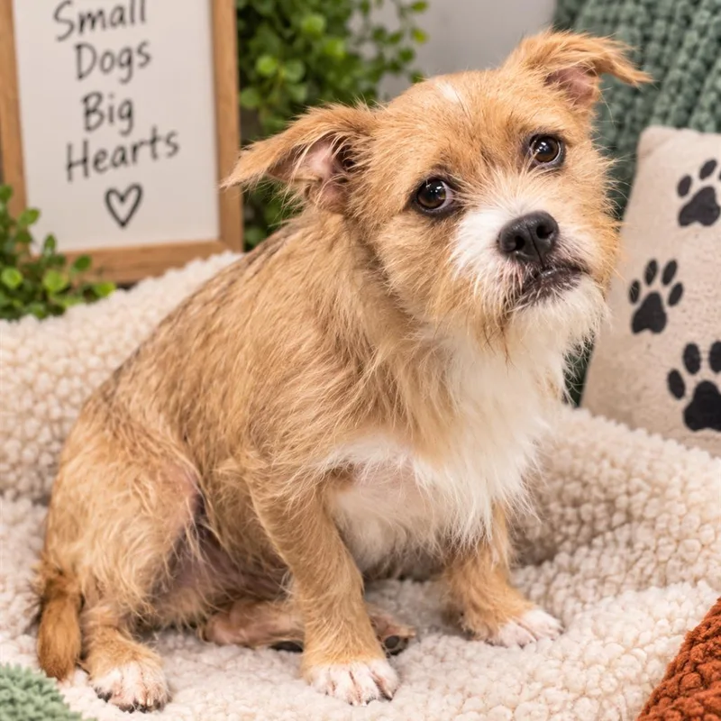 A young small-sized male Mixed Breed dog named Canelo for adoption in Hopkinton, MA