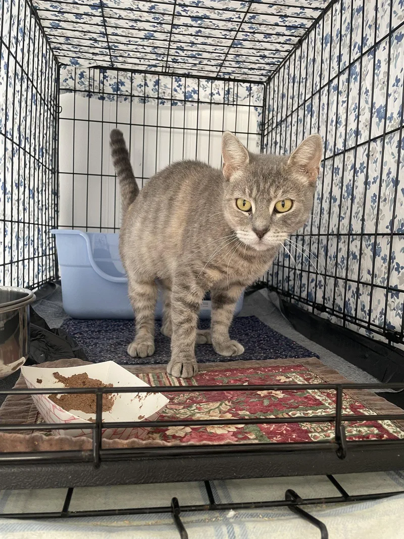 A senior medium-sized female Domestic Short Hair cat named Dehlyla for adoption in Trenton, NJ