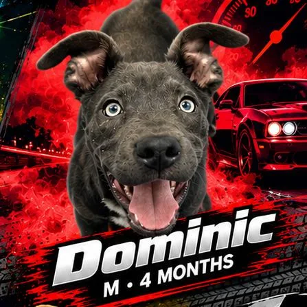 A young medium-sized male Pit Bull Terrier dog named Dominic for adoption in Medford, NY