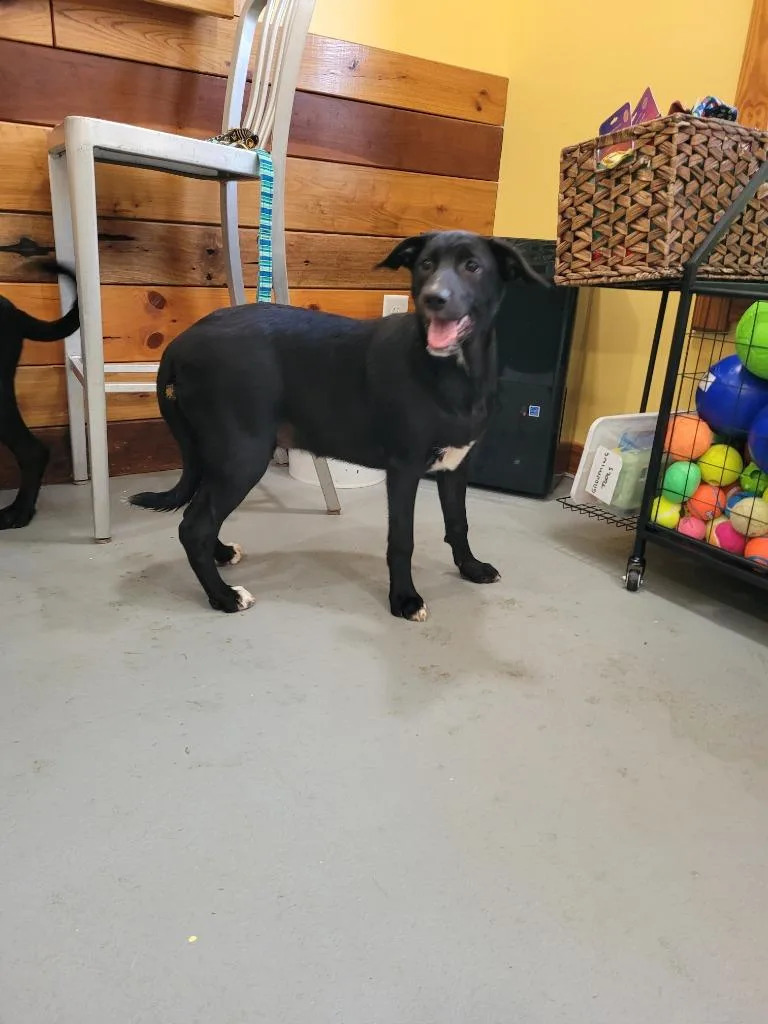 A baby large-sized female Mountain Cur dog named Georgia for adoption in Lawrenceburg, TN