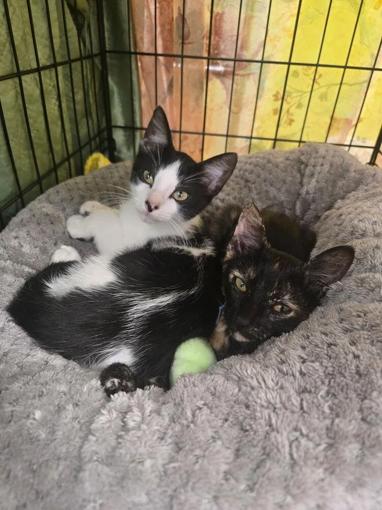 A baby small-sized male Domestic Short Hair cat named B.a.t for adoption in Dallas, TX