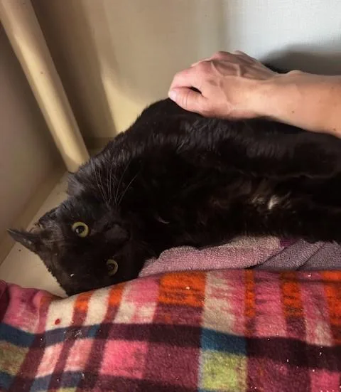 An adult large-sized male Black Domestic Short Hair cat named Mr Crisp for adoption in Hutchinson, MN