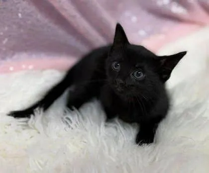 A young medium-sized female Black Domestic Short Hair cat named Karen Beverly for adoption in Clarkesville, GA