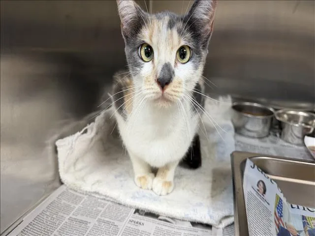 A young medium-sized female Domestic Short Hair cat named Samantha for adoption in San Pedro, CA