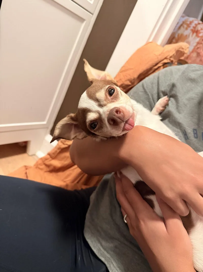 A senior small-sized male Chihuahua dog named Beeker for adoption in Forest, VA