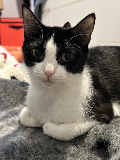A young small-sized female Tuxedo cat named Hope for adoption in Rockville, MD