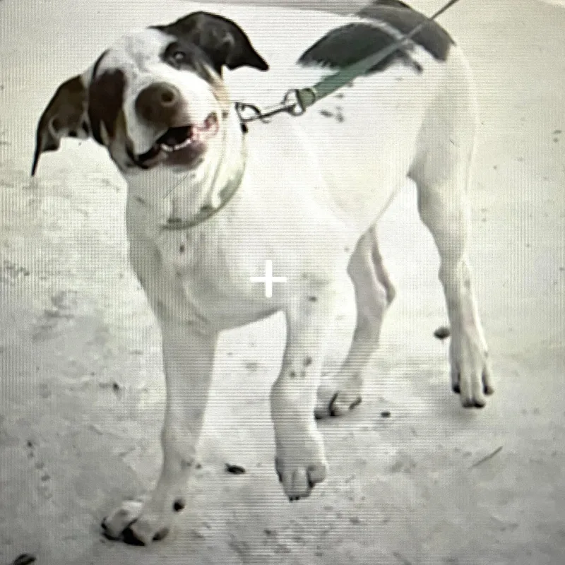Tugger thumbnail 5