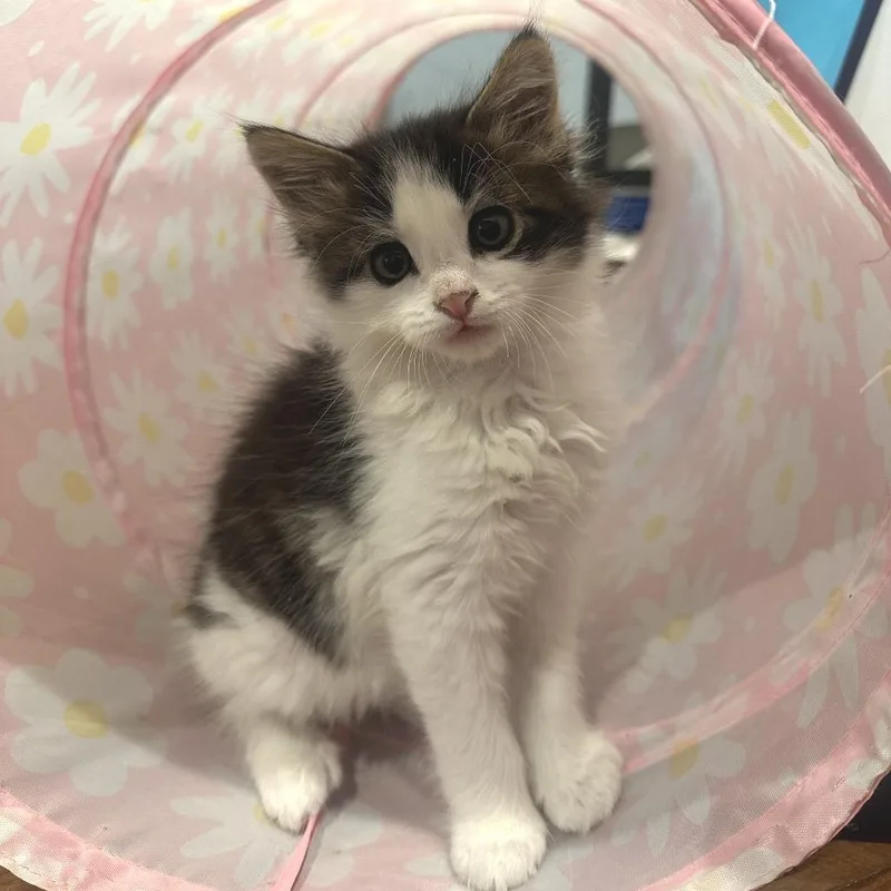 A baby small-sized male White Domestic Short Hair cat named Corduroy for adoption in Hopkinton, MA