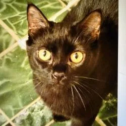 Samantha thumbnail 2