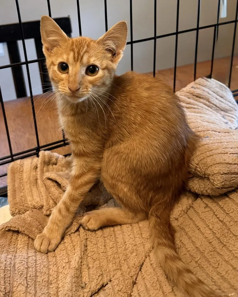 A baby small-sized female Tabby (Orange / Red) Domestic Short Hair cat named Peaches for adoption in Emporia, KS