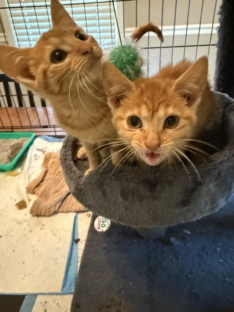 Peaches thumbnail 3